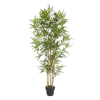 PFLANZE BAMBUS M-TOPF H155CM