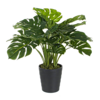 PFLANZE PHILODENDRON M-TOPF 24BLÄTTER H6