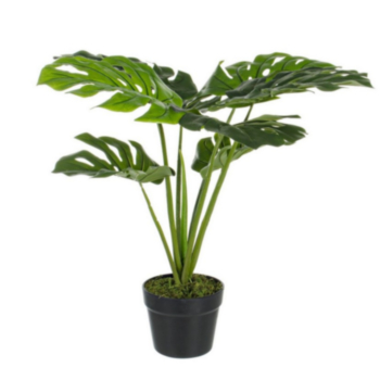 PFLANZE PHILODENDRON M-TOPF 8BLÄTTER H60