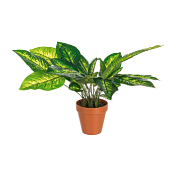 DIEFFENBACHIA PLANT 30LEAVES H45CM W-VAS