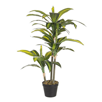 PFLANZE DRACENA M-TOPF 43BL H88CM