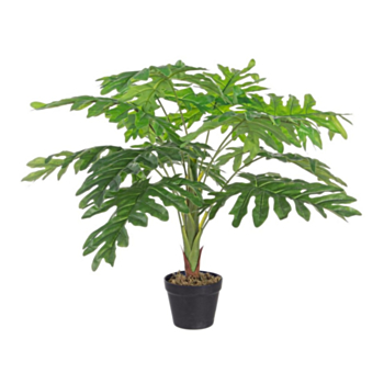 MILLED PHILODENDRON PLANT W-V 12F H90