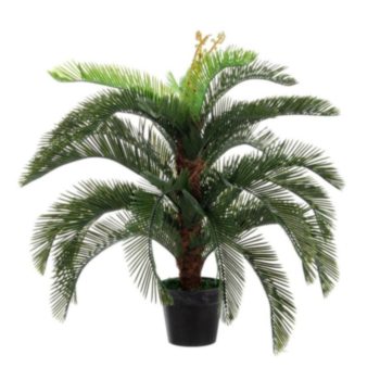 PFLANZE PALME CYCAS M-TOPF 30BL H100