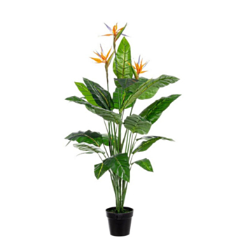 STERLITZIA PLANT 30LEAVES-3FLOW W-V H150