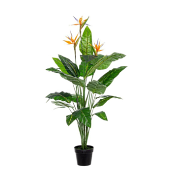 PFLANZE STRELITZIA M-TOPF 25BL X3BLUM H1