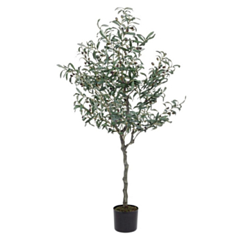 OLIVENBAUM PFLANZE M-VASE 984BL H150