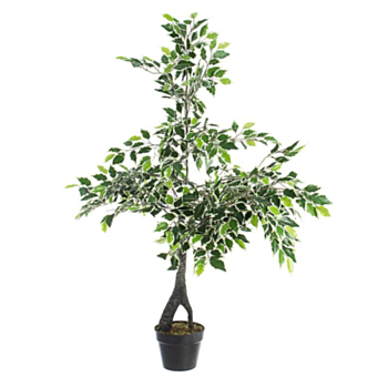 PLANTA FICUS VARIEGADO C-MAC X760H H120