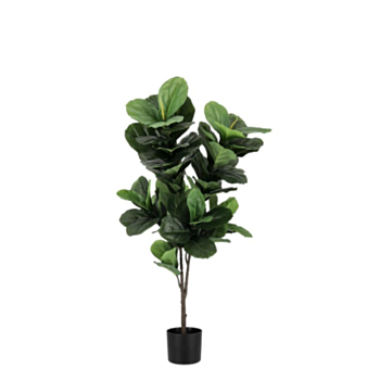 FICUS LYRATA PFLANZE M-TOPF 72BLÄTT H120