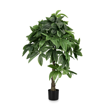PACHIRA AQUATI PFLANZE M-TOPF 280BL H120