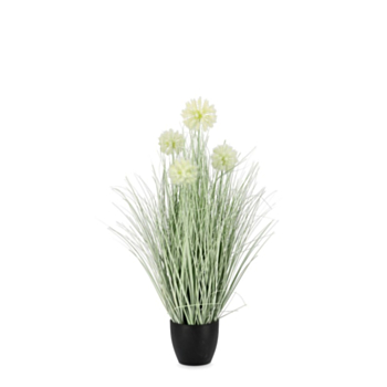 CEBOLLA WHITE PLANT W-POT X4F H75