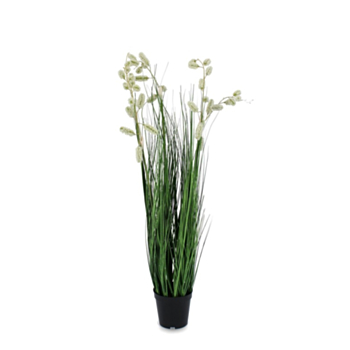 GREVILLEA WHITE PLANT W-POT X5F H100