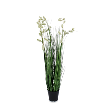 PIANTA GREVILLEA BIANCO C-VASO X5F H100