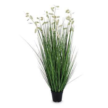 PLANTE GREVILLEA BLANC AC-VASE X7F H120