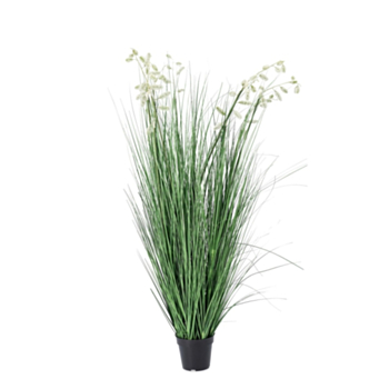 PIANTA GREVILLEA BIANCO C-VASO X9F H150