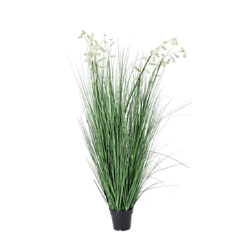 PLANTA GREVILLEA BLANCO C-MAC X9F H150