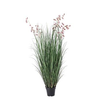 PFLANZE GREVILLEA ROSA M-VASE X9F H150