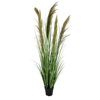 PIANTA CARINE PAMPAS VERD MARR C-VA H145