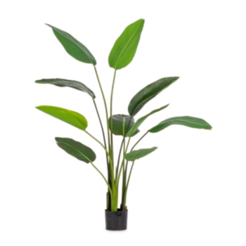 PFLANZE STRELITZIA M-VASE BLÄTTER H150