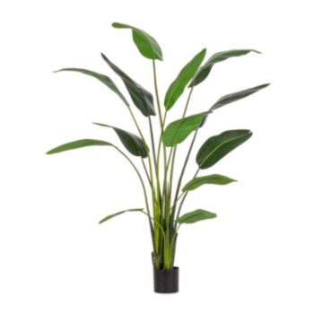 PLANTE STRELIZIA AC-VASE 13 FEUILL.H235
