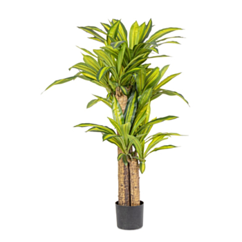 PIANTA DRACAENA C-VASO H130