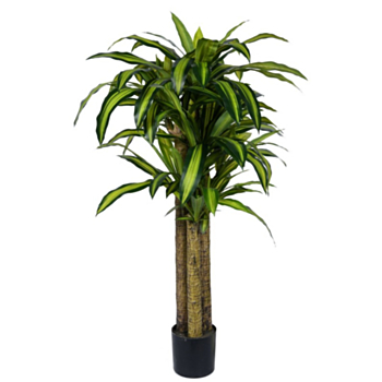 DRACEANA PLANT W-VASE H150