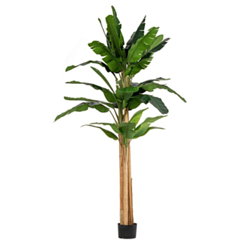 PIANTA BANANO C-VASO 30FOGLIE H320