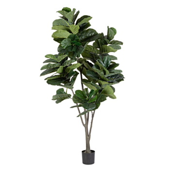 PFLANZE FICUS LYRATA M-VASE 123BLÄT H230