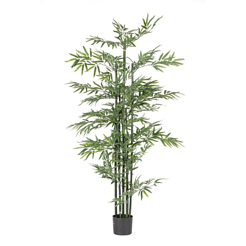 PIANTA BAMBOO C-VASO H190