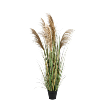 PIANTA AUSTORDERIA PAMPAS C-VASO H170