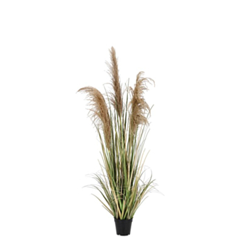PIANTA AUSTORDERIA PAMPAS C-VASO H145