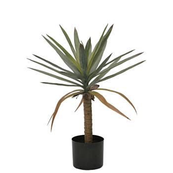 PLANTE DRACAENA AC-VASE H62