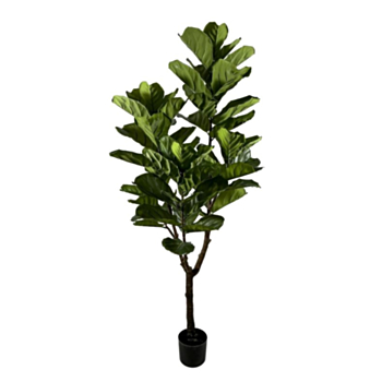 PIANTA FICUS LYRATA C-VASO 60FOGLIE H180