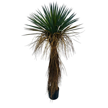 PIANTA YUKKA ROSTATA C-VASO H120