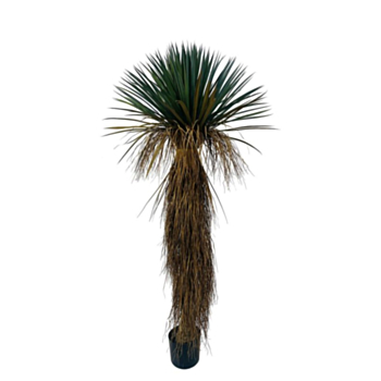 PFLANZE YUCCA ROSTRATA M-TOPF H180
