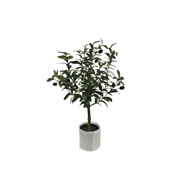 PFLANZE OLIVENBAUM M-TOPF H65