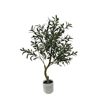 PFLANZE OLIVENBAUM M-TOPF H90