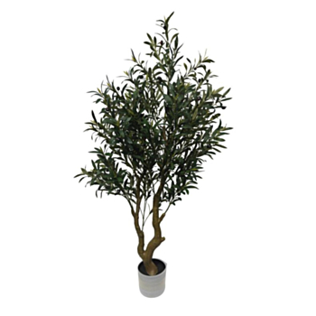 PFLANZE OLIVENBAUM M-TOPF H150