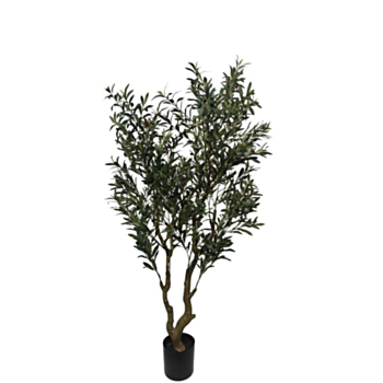 PIANTA ULIVO C-VASO H180