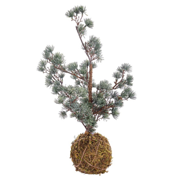 PINO KOKEDAMA ARCTIC GHIACCIATO H50