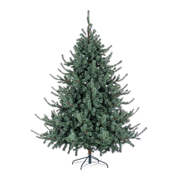 ALBERO SERRONE GLAUCO H210-1698RAMI