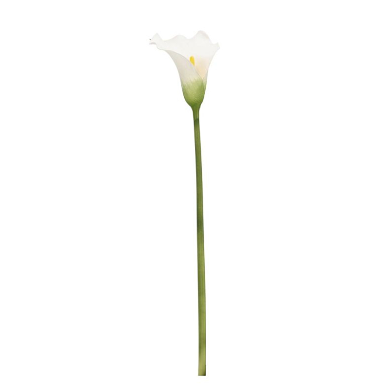 CALLA HYLDA BIANCO H82CM