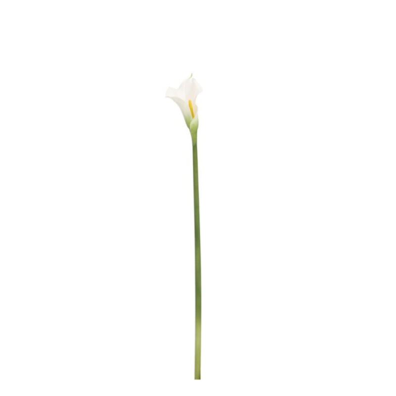 CALLA HYLDA BIANCO H61CM