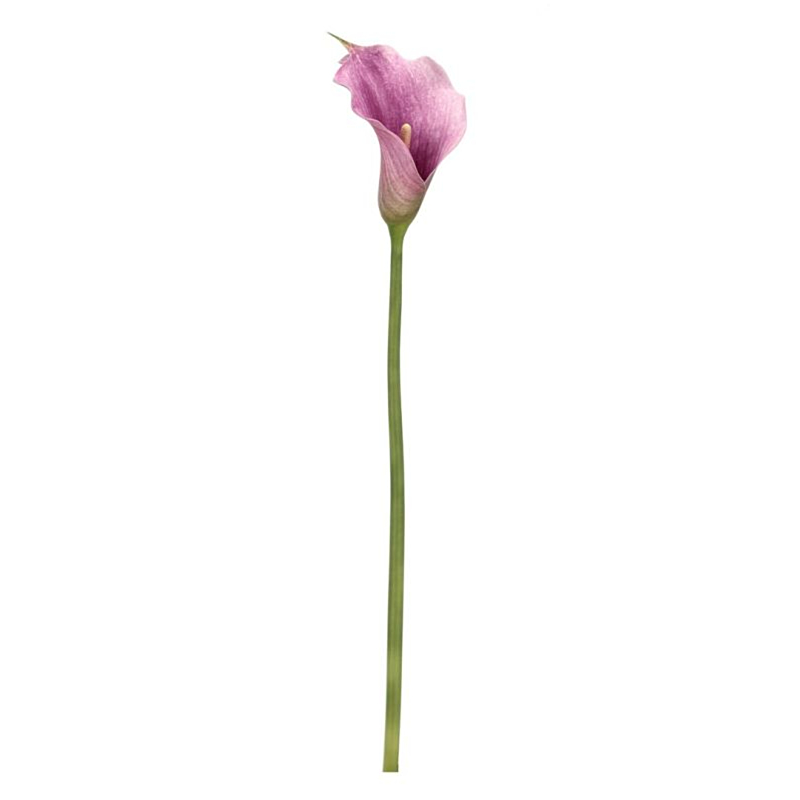 CALLA HYLDA MALVA H82CM