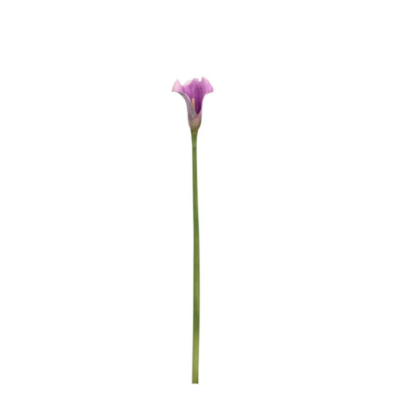 CALLA HYLDA MALVA H61CM