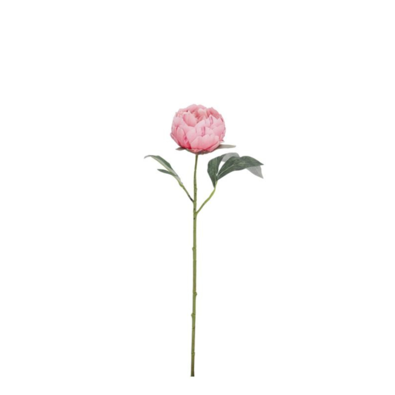 PEONIA EVALYN ROSA CHIARO H52CM