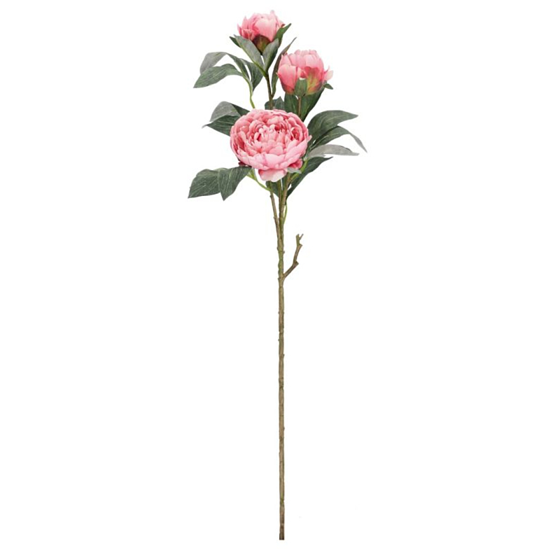 PIVOINE EVALYN X3F ROSE CL. H90CM