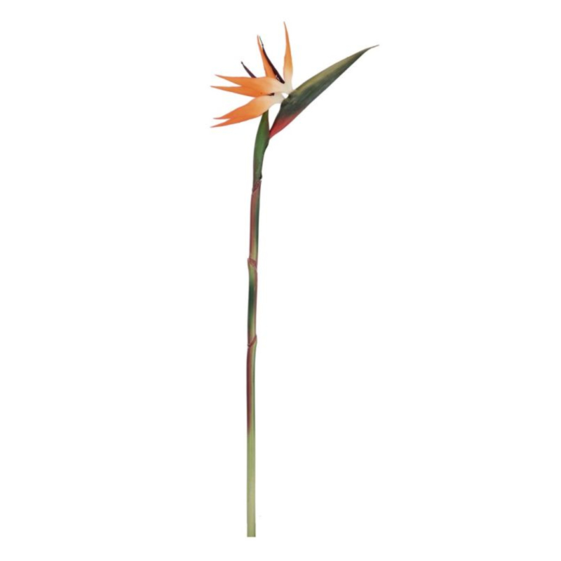 STRELITZIA JESSYE ARANCIONE H98CM