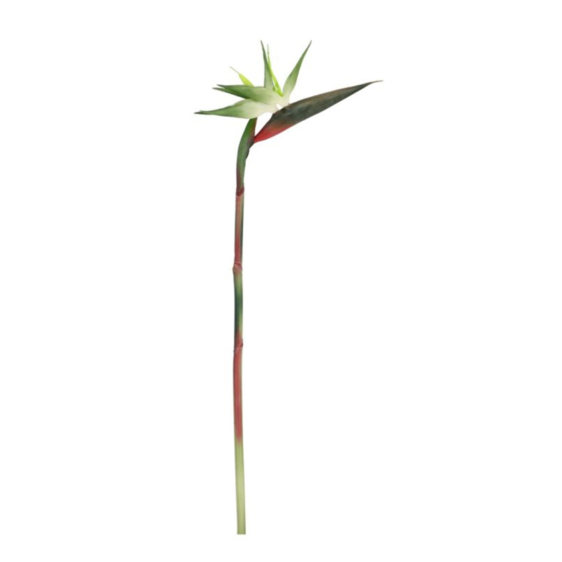 STRELITZIA JESSYE VERDE H98CM