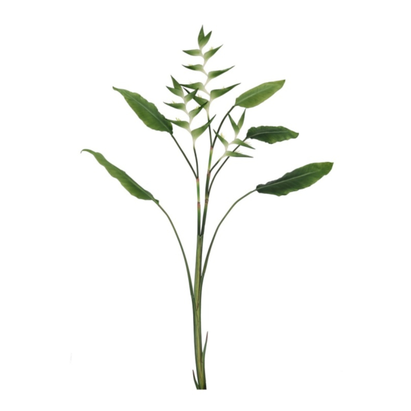 ELICONIA JESSYE X3F+5FOGLIE VERDE H172