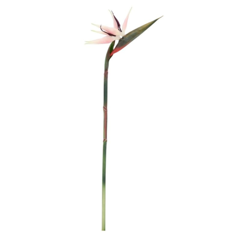 STRELITZIA JESSYE ROSA H98CM